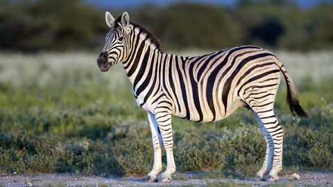 A zebra in Etosha National Park, Namibia