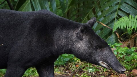 A mountain tapir