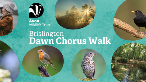 Blue textured background with words 'Brislington Dawn Chorus Walk' and pictures of a sunrise, Brislington brook and dawn chorus birds, including a song thrush, blackcap, blackbird, skylark and robin