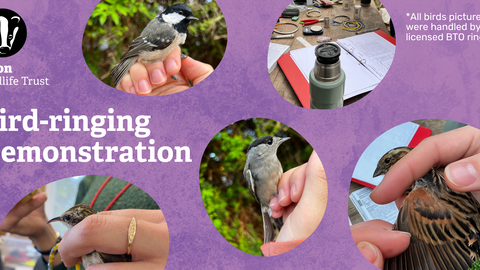 Purple background which pictures of bird-ringing, birds in people hands including a sparrow, a blackcap and a coal tit
