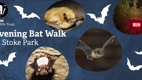 A black background with 3 pictures of bats on, and one picture of a bat detector, a small box with red digital numbers displayed