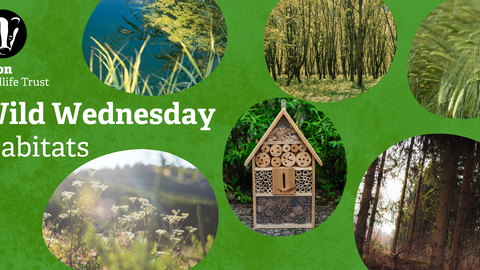 Green background with images of a pond, a woodland, a bug hotel and a meadow