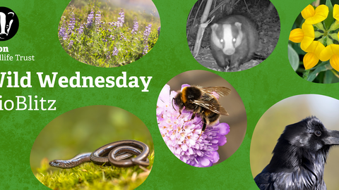 Green background with pictures of bird'sfoot trefoil, a raven, a slow worm, a bumblebee, a badger and some flowers