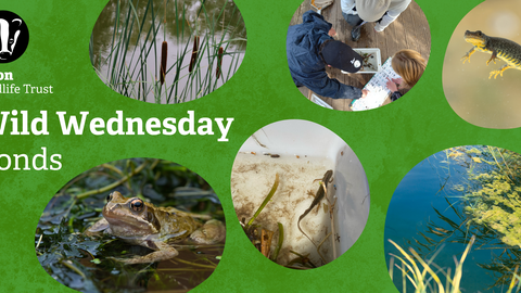 Green background with pictures of a newt, a pond, a frog, and some young people pond dipping