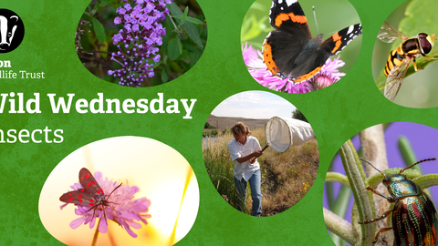 Green background with pictures of a moth, a rosemary beetle, a buttterfly, a hoverfly and a person sweep netting