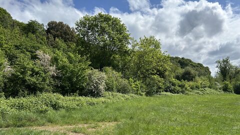 Bennett's Patch and White's Paddock in spring