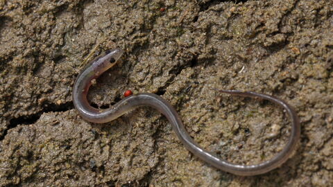 European eel