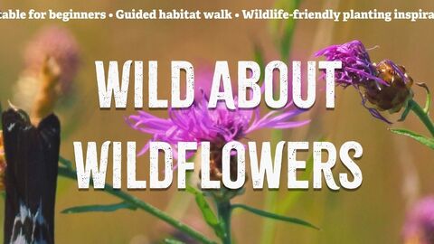 Wild About Wildflowers - Courses title on purple flowering Knapweed