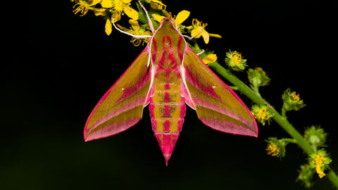 An elephant hawk-moth at night