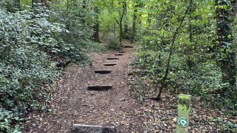 Steps on path in Weston Big Wood