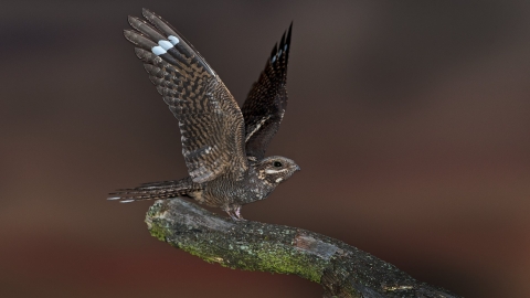 Nightjar