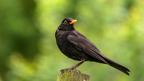 Blackbird