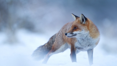 Fox in winter snow