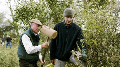 Hedge laying