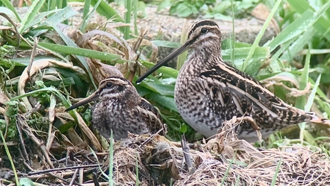 A jack snipe standing next to a common snipe in a grassy patch. The jack snipe is noticeably smaller, with a shorter beak and more heavily patterned face