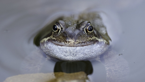 common frog