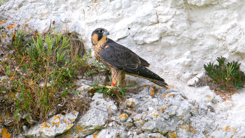 Peregrine falcon