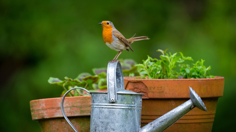 robin