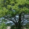 Maple tree