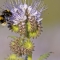 Bee on flower