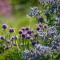 Purple wildflowers at Feed Bristol