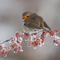 robin on frosty branch