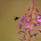 Bee at Frogmore Meadow