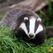 Badger