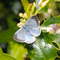 Holly Blue butterfly