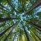 Looking up at trees from the ground