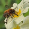 Hairy-footed flower bee on a flower