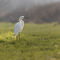 Little Egret (c) Jon Hawkins