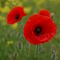 Two red poppies in bloom