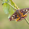 A male emperor moth resting on a branch. It's a large moth with bright orange hindwings. Each of its four wings has a large eyespot and it has feathery antennae
