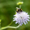 Buff Tailed Bumblebee (c) Gavin Dickson