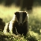 Portrait of an alert adult badger backlit by evening sunlight
