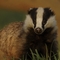 Badger