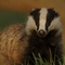 Badger