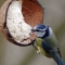 Blue tit at feeder