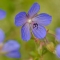 field forgetmenots