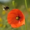 bee and poppy