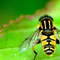 Hoverfly