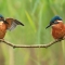 Two kingfishers on a branch