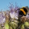 White-tailed bumblebee