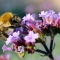 bee on verbenum flower