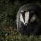 Badger