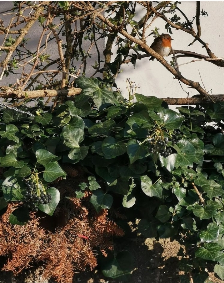 Team Wilder Birds Avon Wildlife Trust