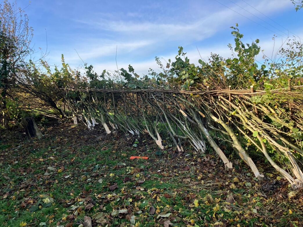 Hedgelaying | Avon Wildlife Trust