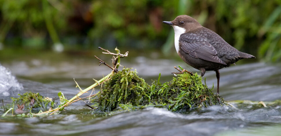 Team Wilder Resource Rivers: Bath | Avon Wildlife Trust