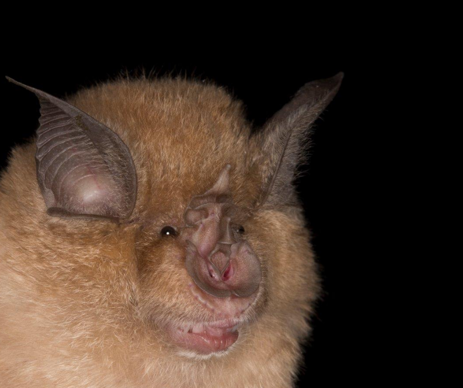 Celebrating Bat Night | Avon Wildlife Trust